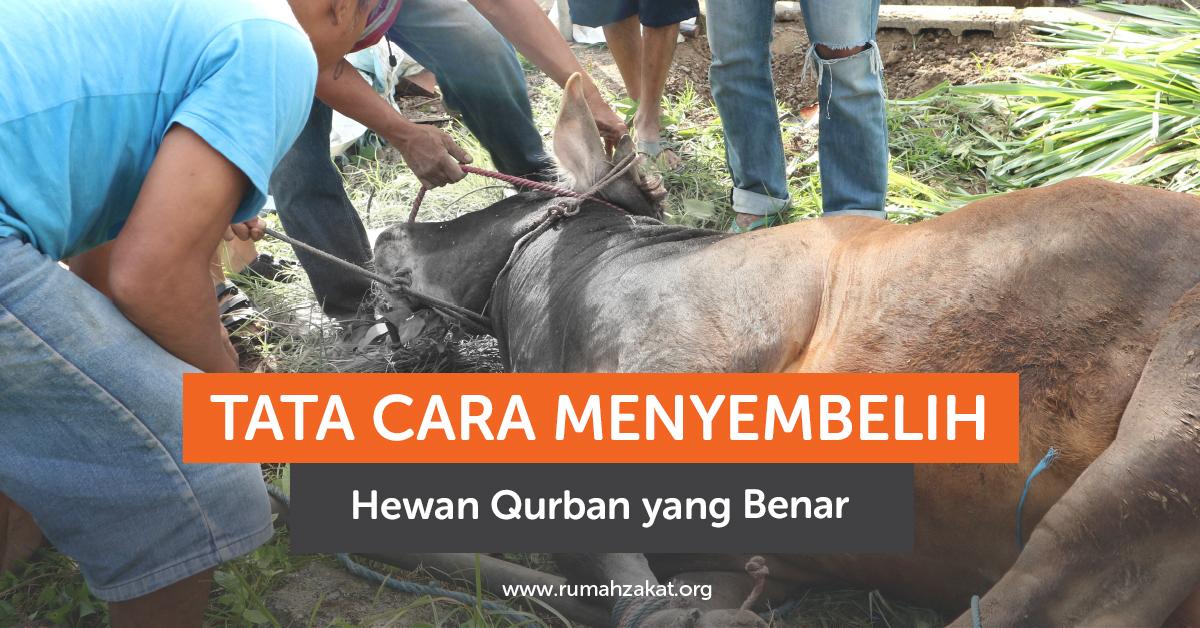 Cara Menyembelih Hewan Qurban yang Benar Cara Menyembelih Hewan Qurban yang Benar