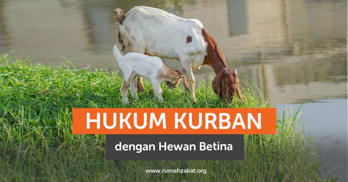 Hukum Kurban dengan Hewan Betina Hukum Kurban dengan Hewan Betina