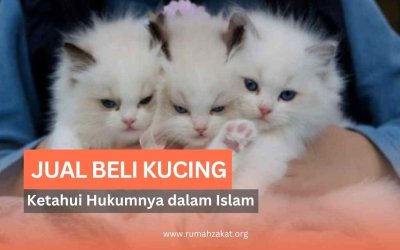 Hukum Jual Beli Kucing Dalam Pandangan Islam