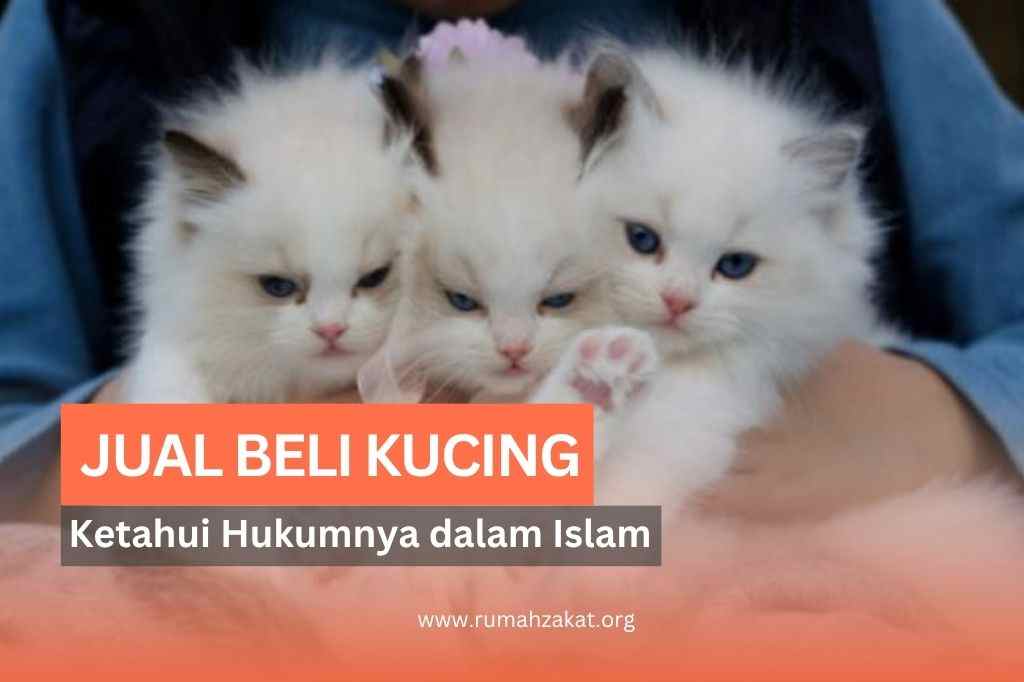 hukum jual beli kucing