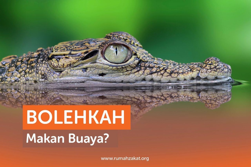 BOLEHKAH MAKAN BUAYA?