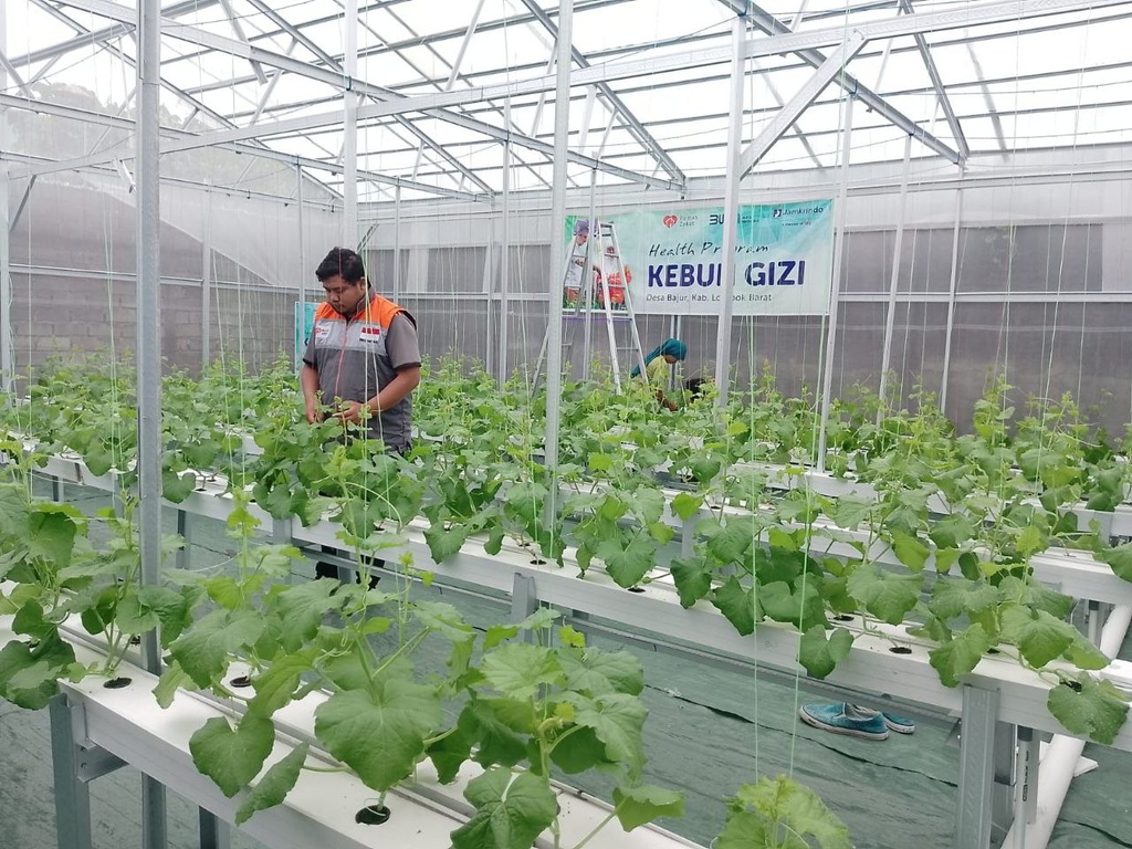 PASTIKAN PERTUMBUHAN KEBUN GIZI, RELAWAN RUMAH ZAKAT LAKUKAN MONITORING KEBUN GIZI MELON JAMKRINDO