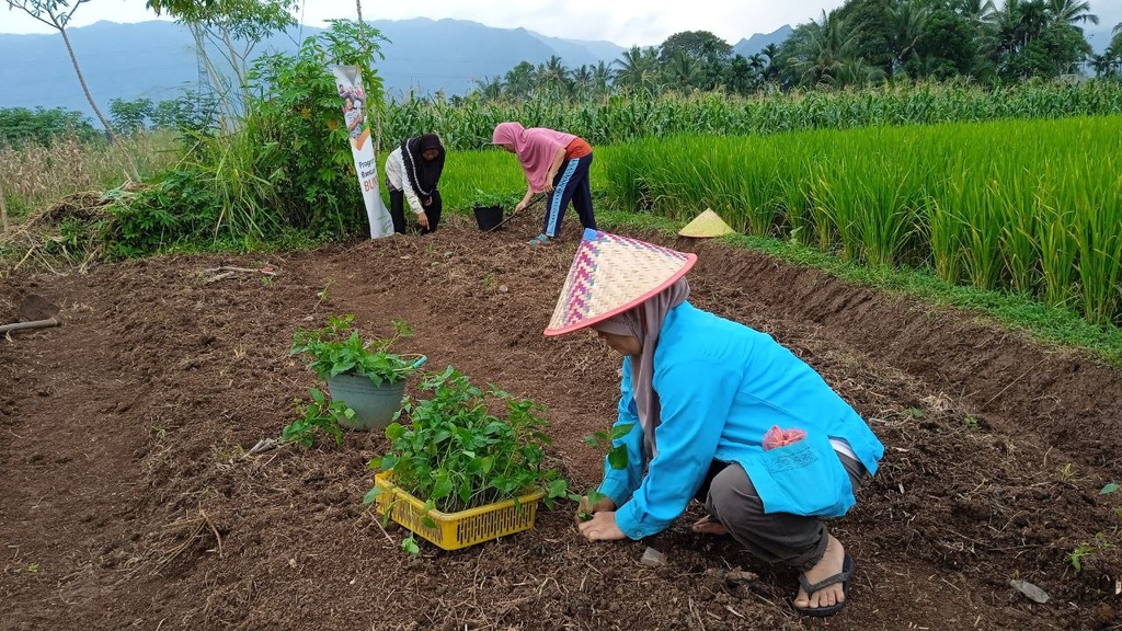 MAKSIMALKAN LAHAN PERTANIAN, BUMMAS BUKIK SIKUMPA INISIASI PENANAMAN CABE RAWIT