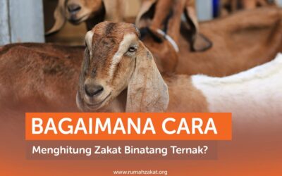 BAGAIMANA CARA MENGHITUNG ZAKAT BINATANG TERNAK?