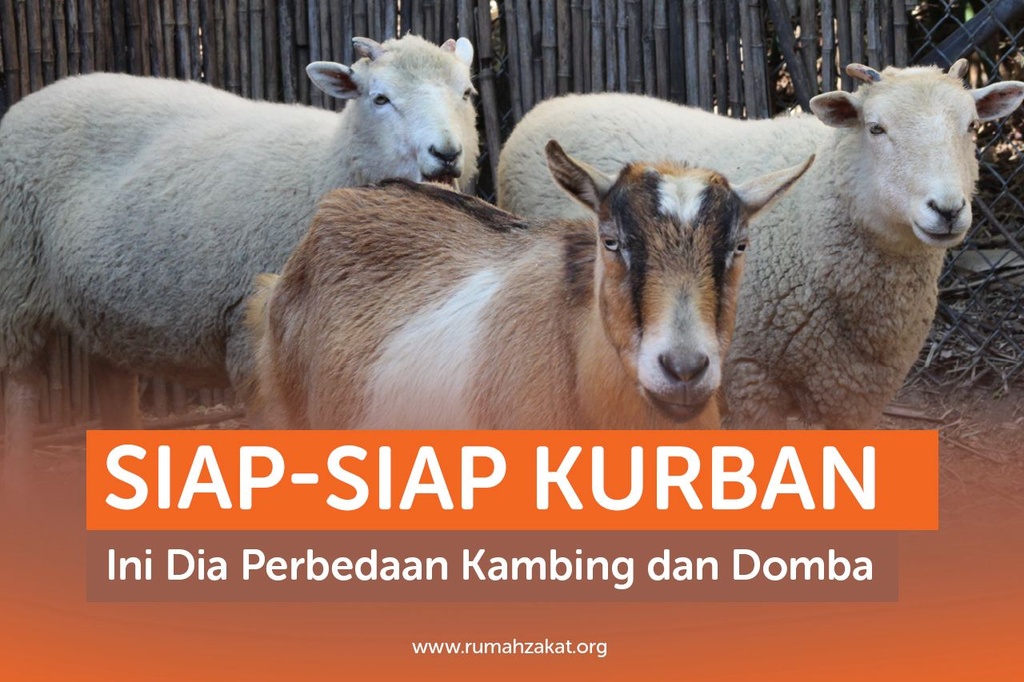 SIAP-SIAP KURBAN, INI DIA PERBEDAAN KAMBING DAN DOMBA