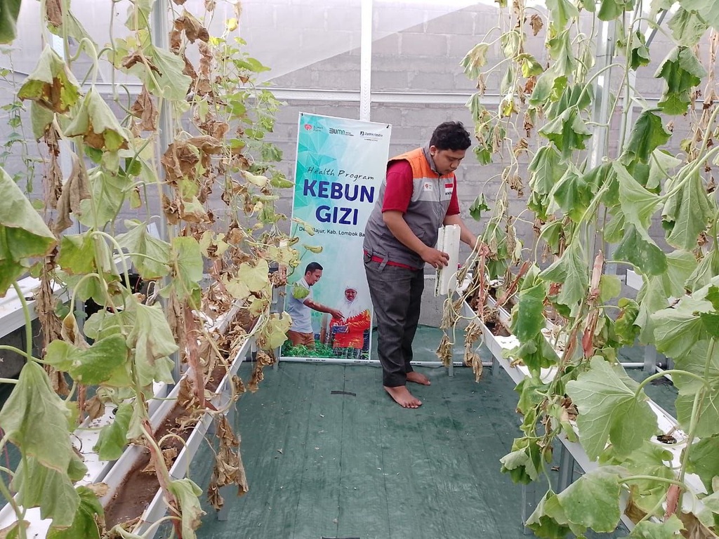 RUMAH ZAKAT DAMPINGI PEMASARAN DAN PERSIAPAN TANAM KEMBALI KELOMPOK KEBUN GIZI MELON GOLDEN JAMKRINDO