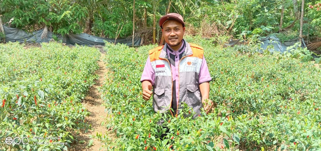 MELALUI PROGRAM PEMBERDAYAAN BERKELANJUTAN, DARMIN SUKSES KELOLA CABAI RAWIT