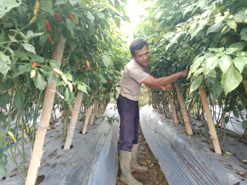 RUMAH ZAKAT TERUS KEMBANGKAN BUMMAS MELALUI PROGRAM PERTANIAN