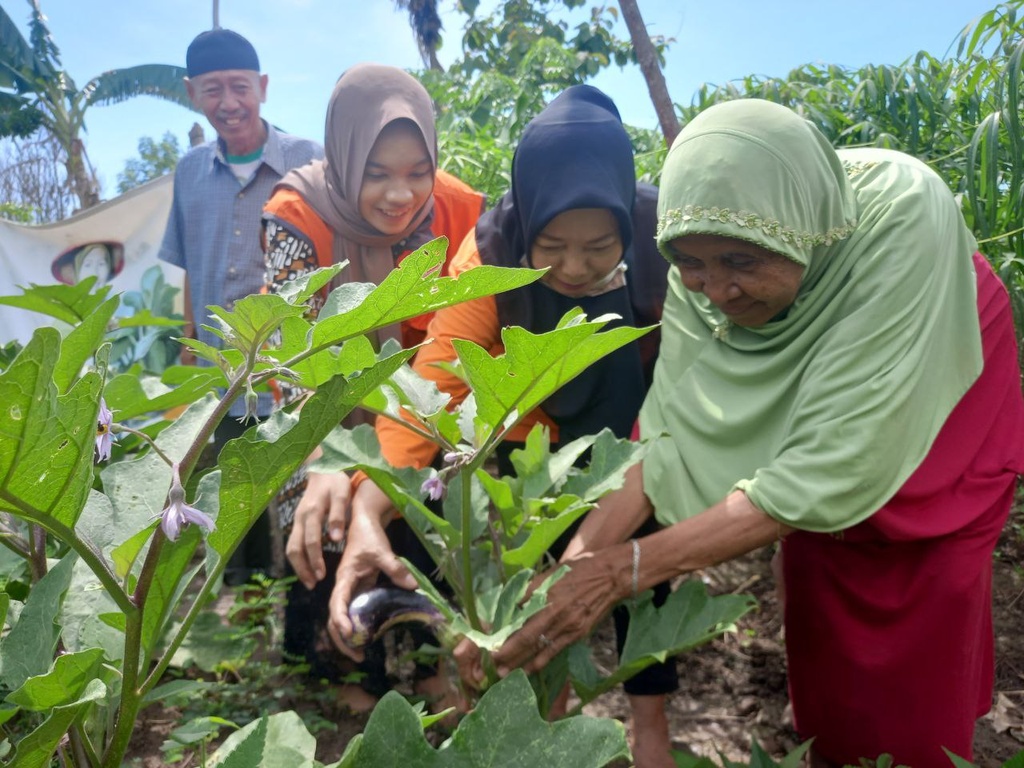 LANSIA BINAAN RUMAH ZAKAT SAMBUT BAHAGIA PANEN TERONG DI KEBUN GIZI