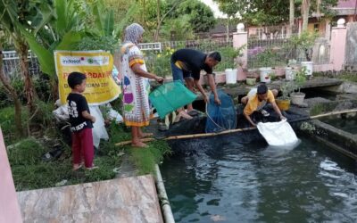KELOMPOK PETERNAK NILA BINAAN ZIS INDOSAT DAN RUMAH ZAKAT BERHASIL PANEN IKAN NILA