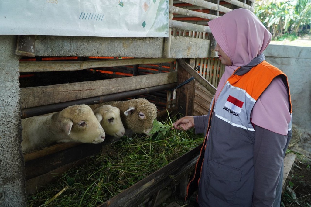 BERDAYAKAN PETERNAK LOKAL, RUMAH ZAKAT AJAK PETANI LESTARIKAN PLASMA NUTFAH DOMBA BATUR