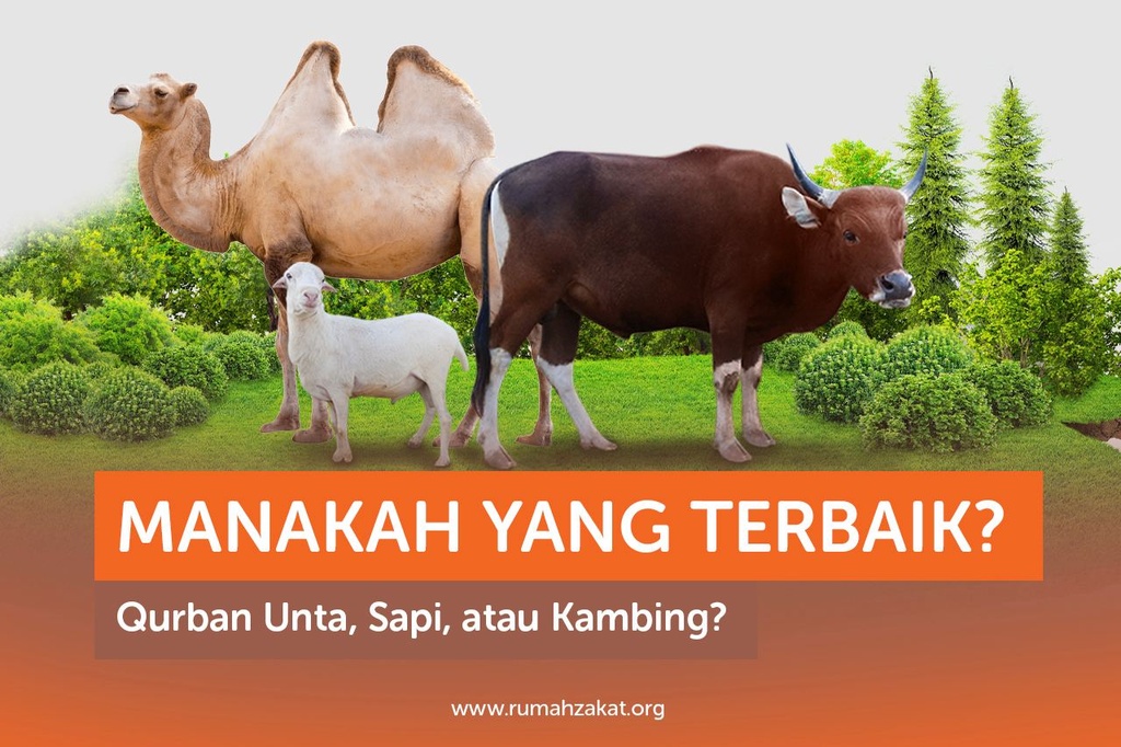 MANAKAH YANG TERBAIK? QURBAN UNTA, SAPI, ATAU KAMBING?