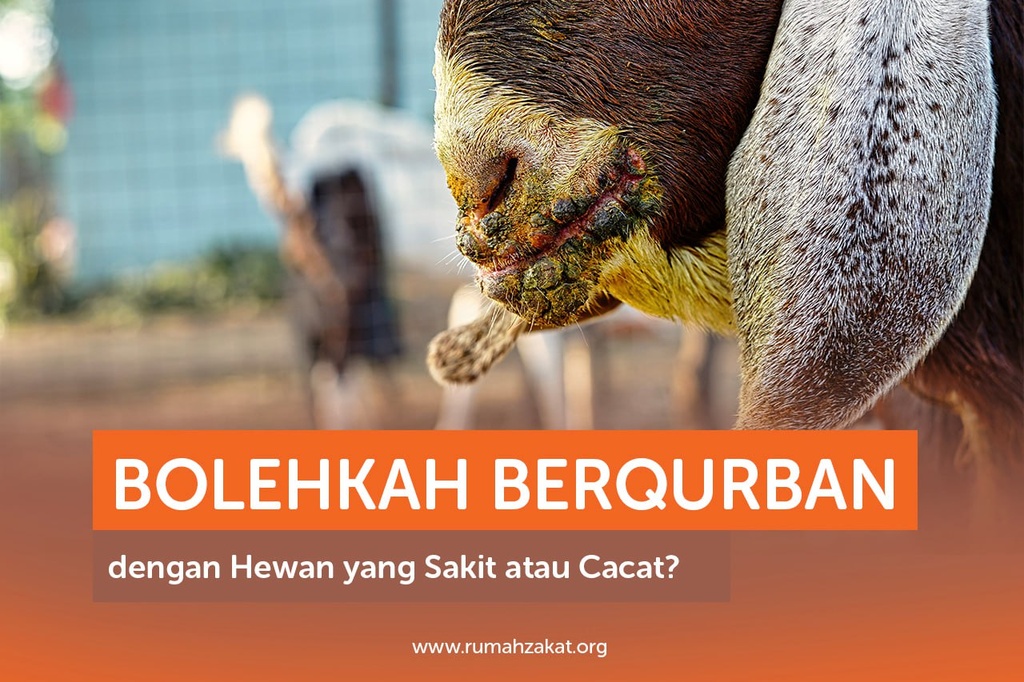BOLEHKAH BERQURBAN DENGAN HEWAN YANG SAKIT ATAU CACAT?