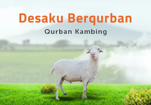 desaku berqueban - kambing