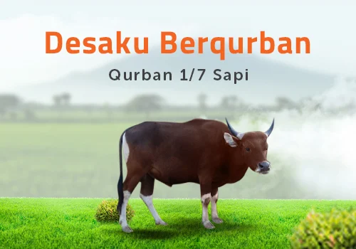 desaku berqueban - sapi 1