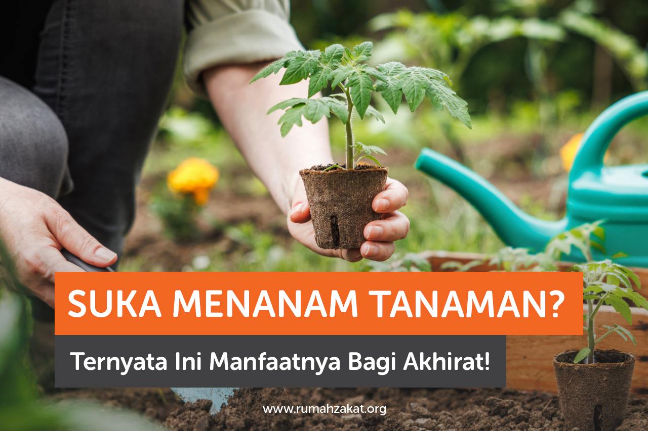 Suka Menanam Tanaman? Ternyata Ini Manfaatnya Bagi Akhirat!