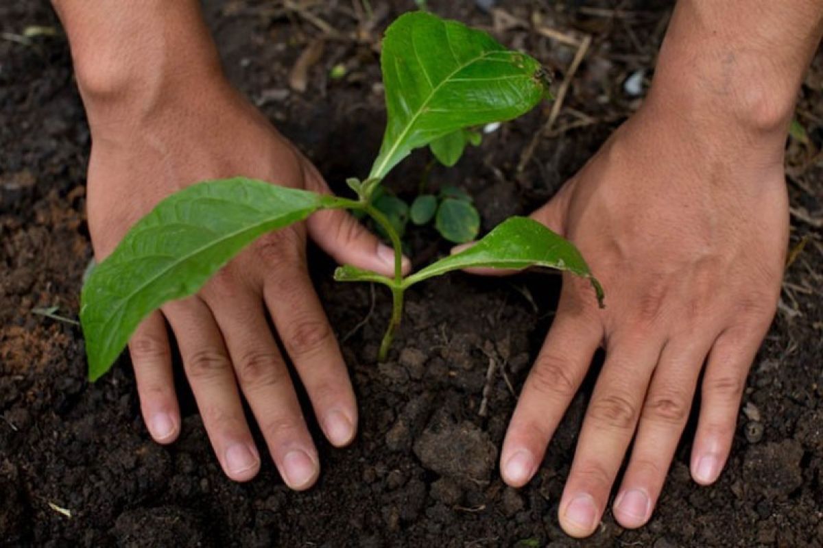 Pertanian Regeneratif Kunci Ketahanan Pangan Global