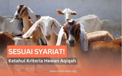 Ketahui! Ini Dia Kriteria Hewan Aqiqah yang Sesuai dengan Syariat