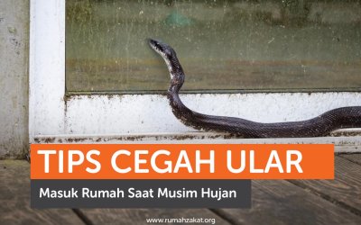 Tips Cegah Ular Masuk Rumah Saat Musim Hujan