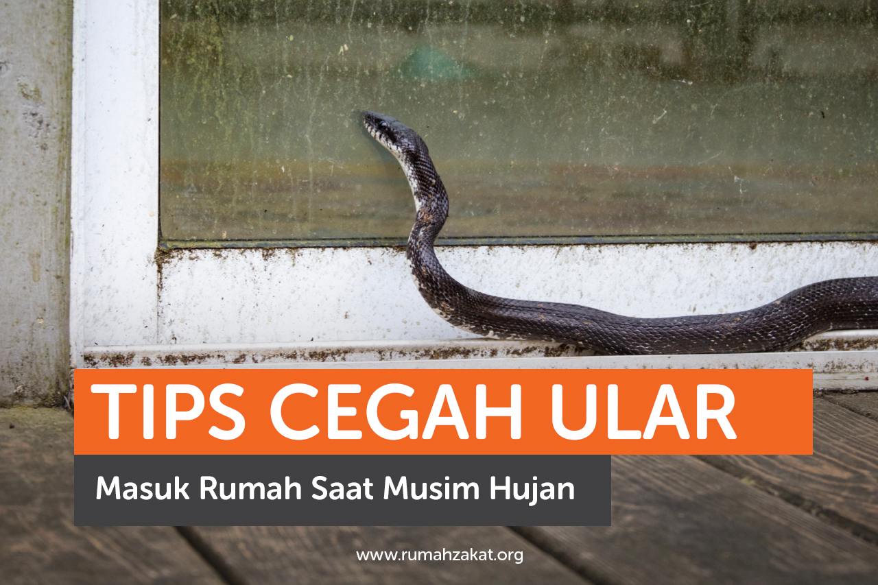 Tips Cegah Ular Masuk Rumah Saat Musim Hujan