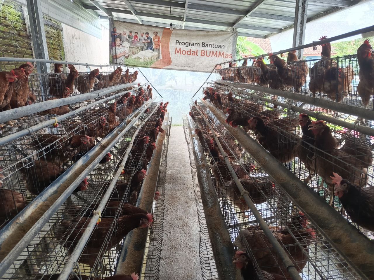 Program Ekonomi Ayam Petelur: Upaya Pemberdayaan Menuju Kemandirian Masyarakat