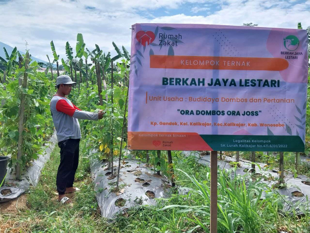 BUMMas Rumah Zakat Bersyukur Bisa Panen 115 Kg Buncis