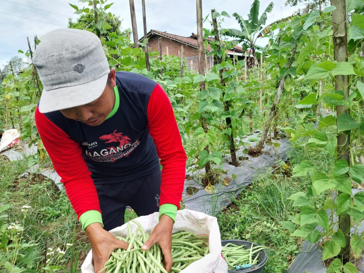 Anggota BUMMas Rumah Zakat, berhasil panen buncis hingga 120 Kg. Anggota BUMMas Rumah Zakat, berhasil panen buncis hingga 120 Kg.
