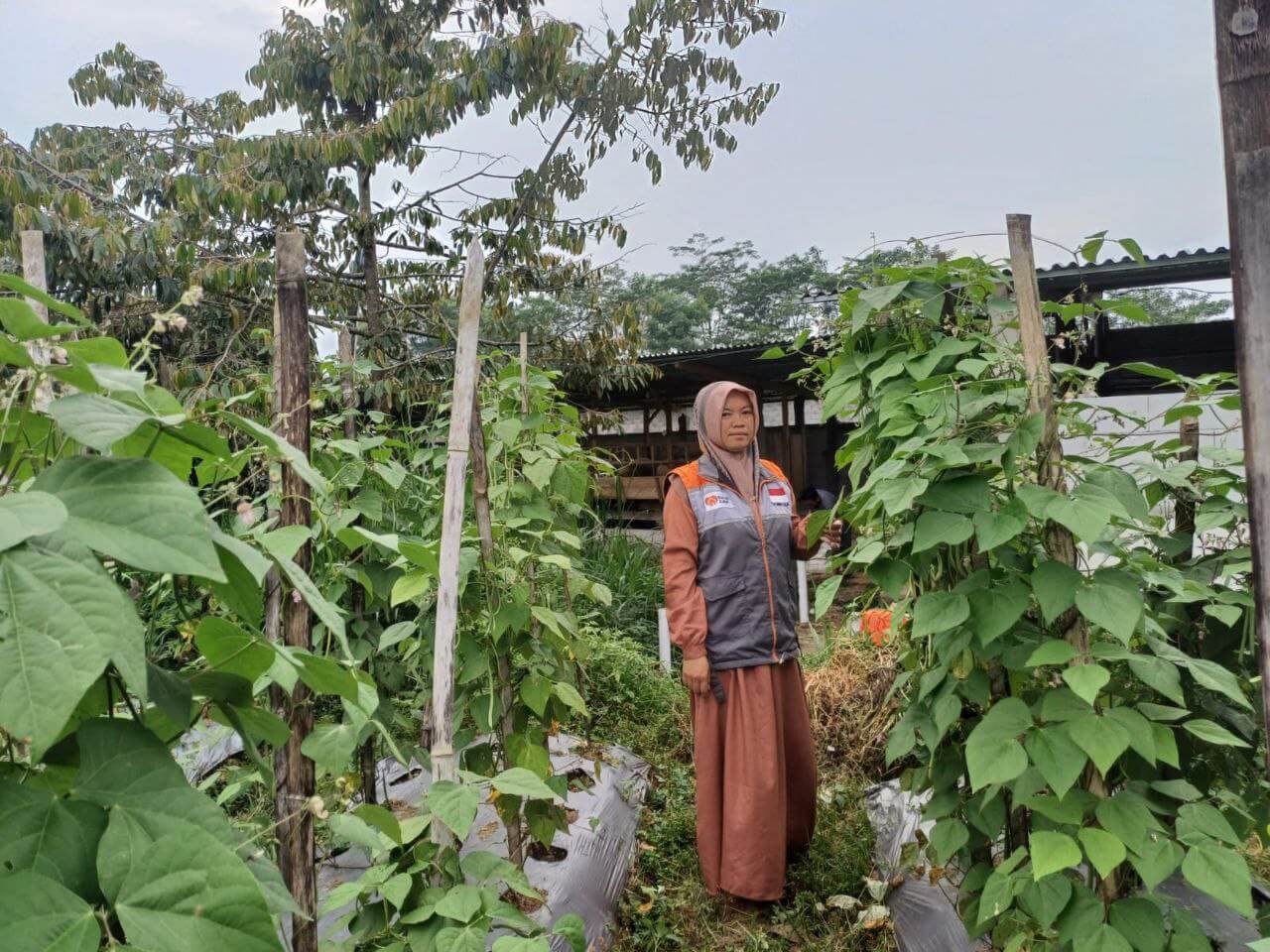 Dukung Ketahanan Pangan, BUMMas Binaan Rumah Zakat Tanam Buncis