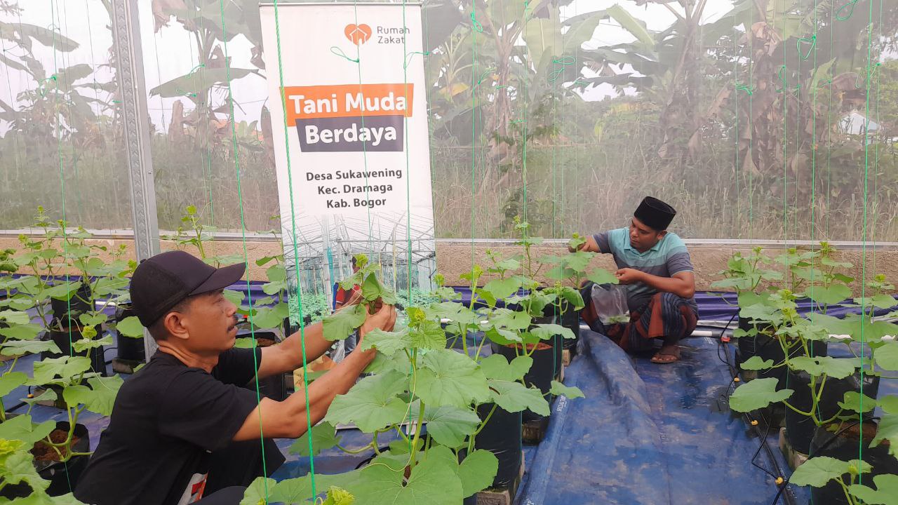 Kelompok Tani melaksanakan pruning tanaman melon.