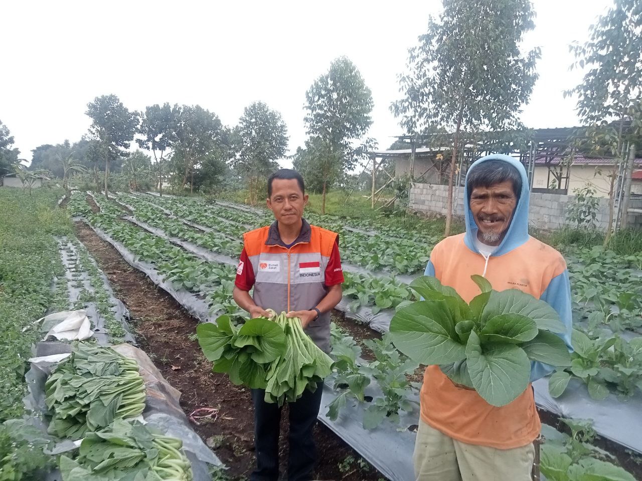 Petani binaan rumah zakat berhasil panen 50 kg sawi