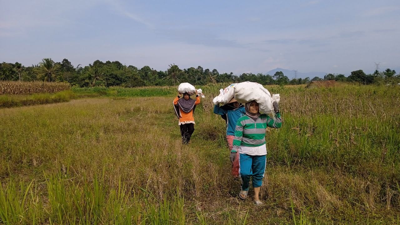 Rumah Zakat Berdayakan Petani Jagung, Kelompok Tani BUMMas Sukses Panen Raya