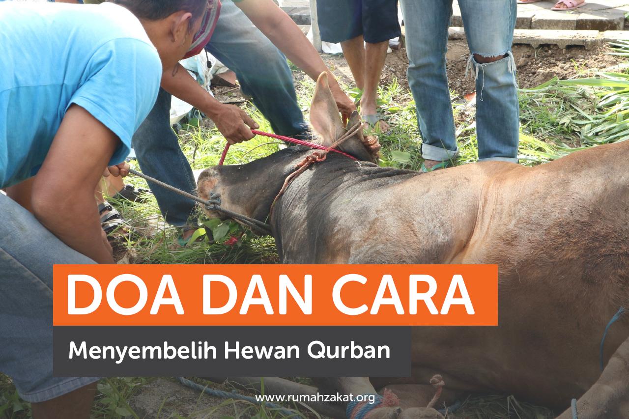 Doa dan Cara Menyembelih Hewan Qurban Sesuai Syariat Islam