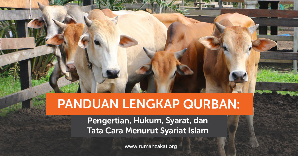 Panduan Lengkap Qurban: Pengertian, Hukum, Syarat, dan Tata Cara Menurut Islam