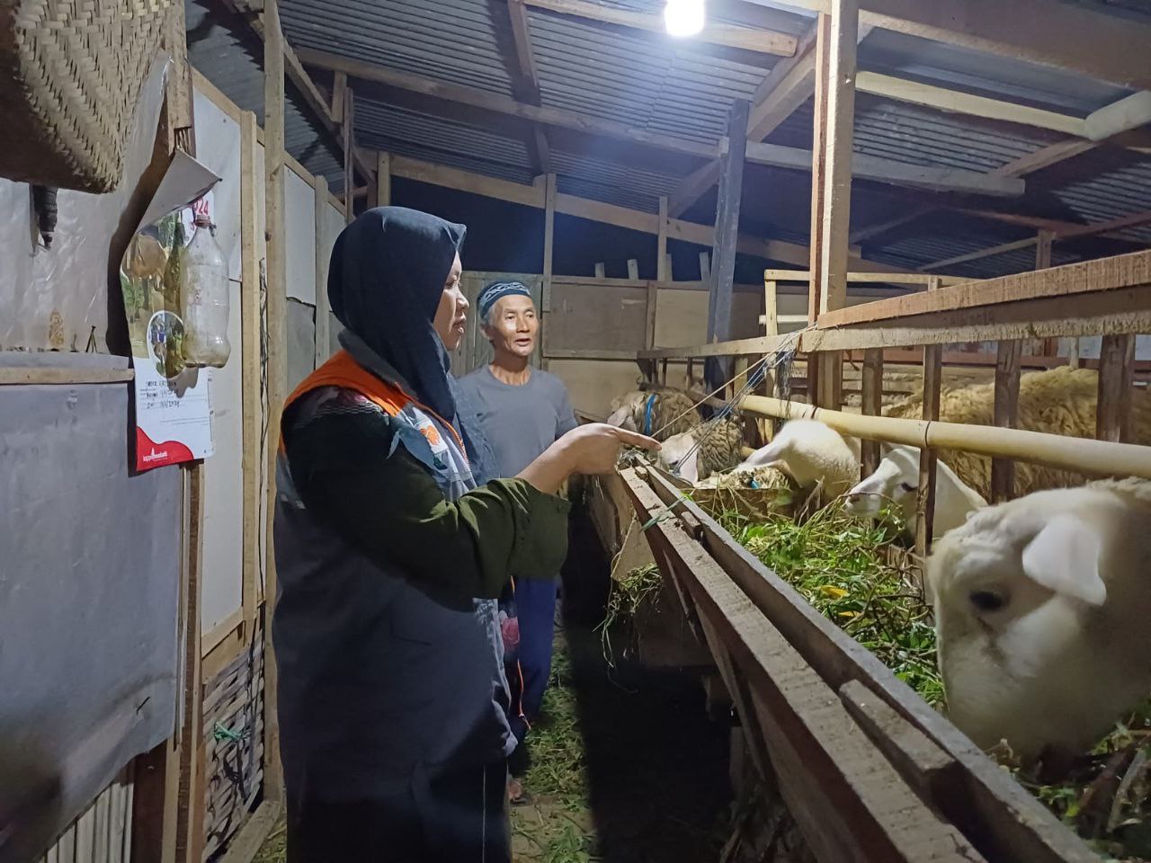 Ikuti Pendampingan BUMMas Rumah Zakat, Sekarang Mujito Berhasil Miliki 14 Domba Ternak