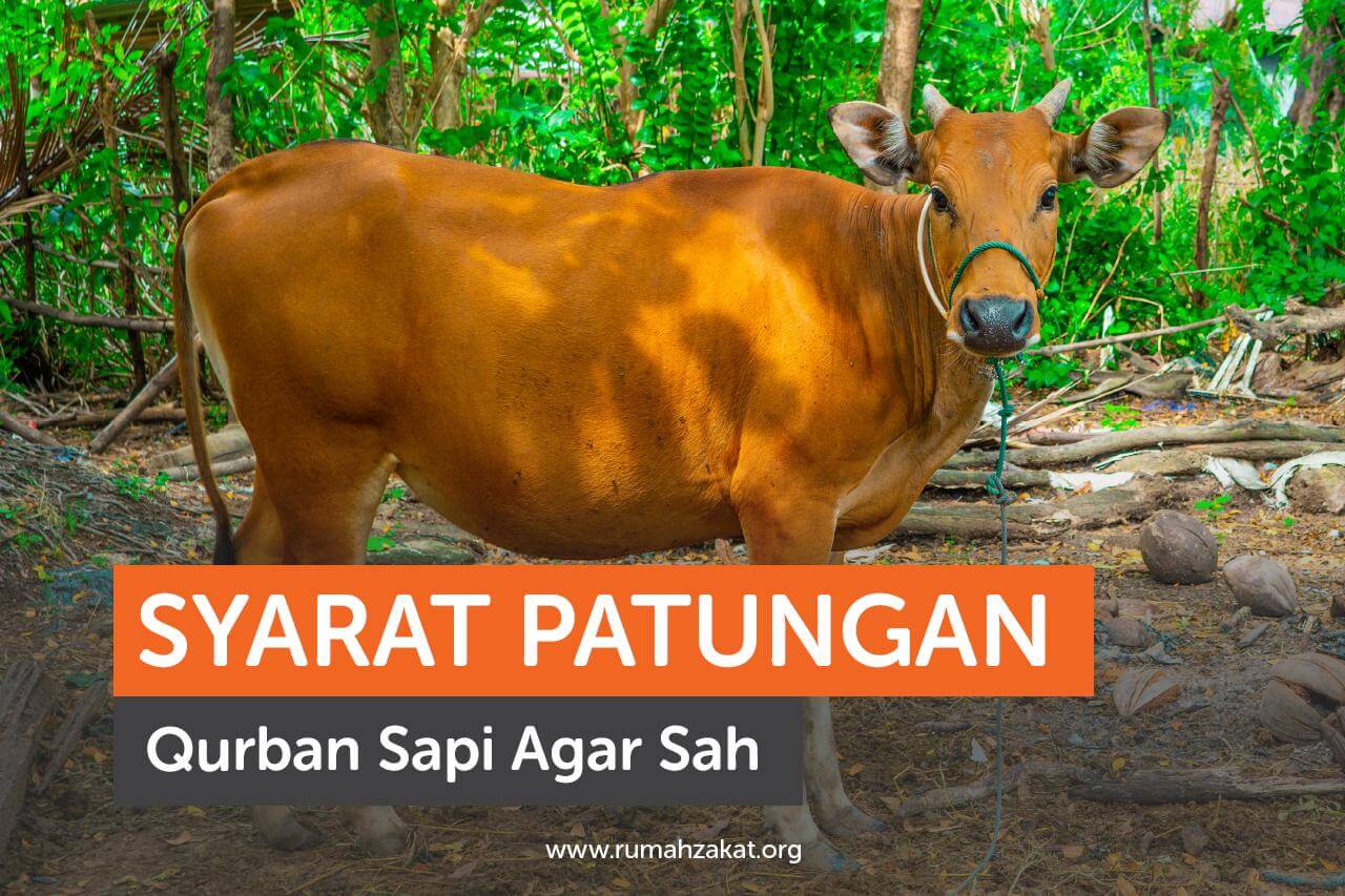 Patungan Qurban Sapi yang Sah, Penuhi Syarat Ini