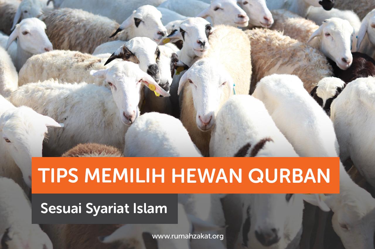 Tips Memilih Hewan Qurban Sesuai Syariat Islam