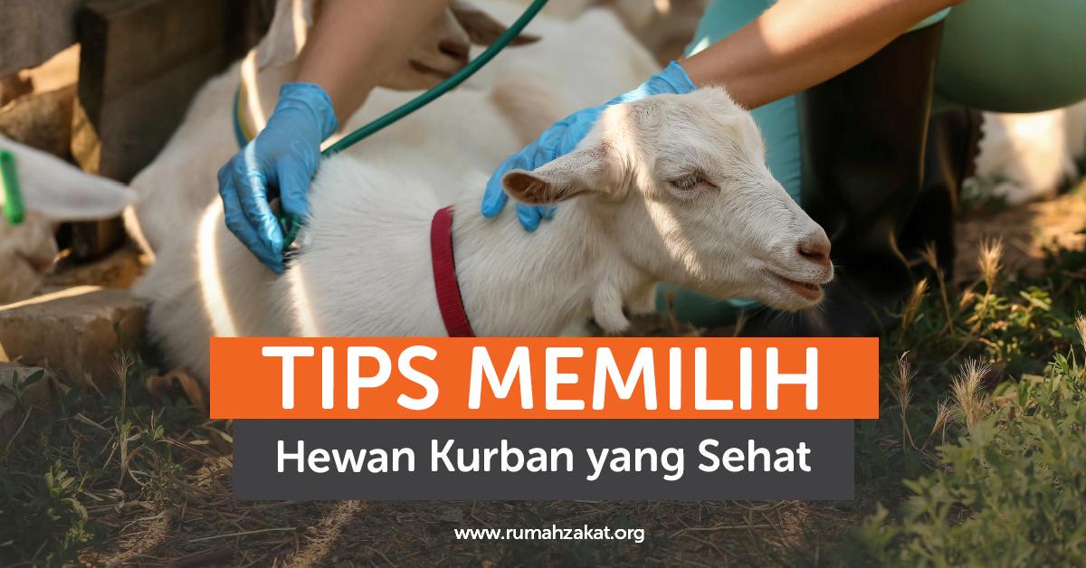 Tips Memilih Hewan Kurban yang Sehat  Sesuai Syariat Islam