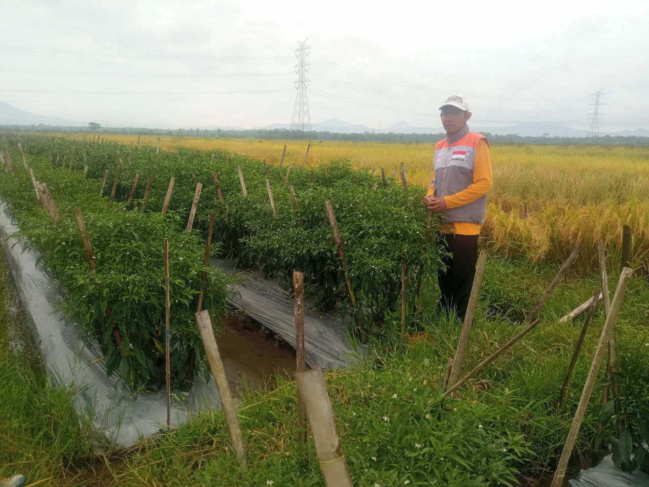 Rutin Ikuti Pendampingan Rumah Zakat, Tanaman Cabai Petani Binaan Mulai Berbuah