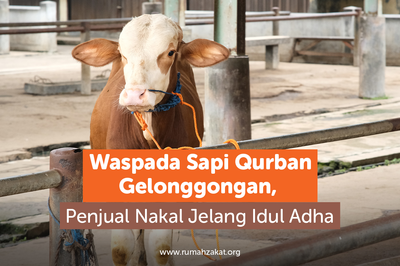 Waspada Sapi Gelonggongan saat Qurban