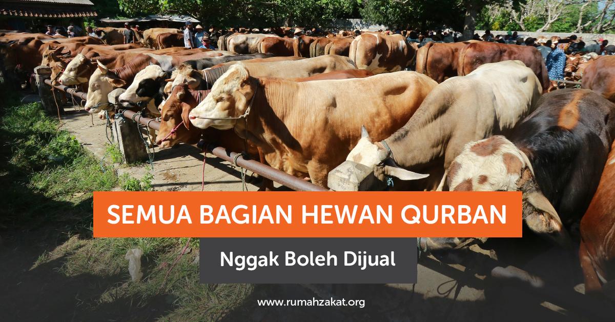 Semua Bagian Hewan Kurban Nggak Boleh Dijual Semua Bagian Hewan Kurban Nggak Boleh Dijual