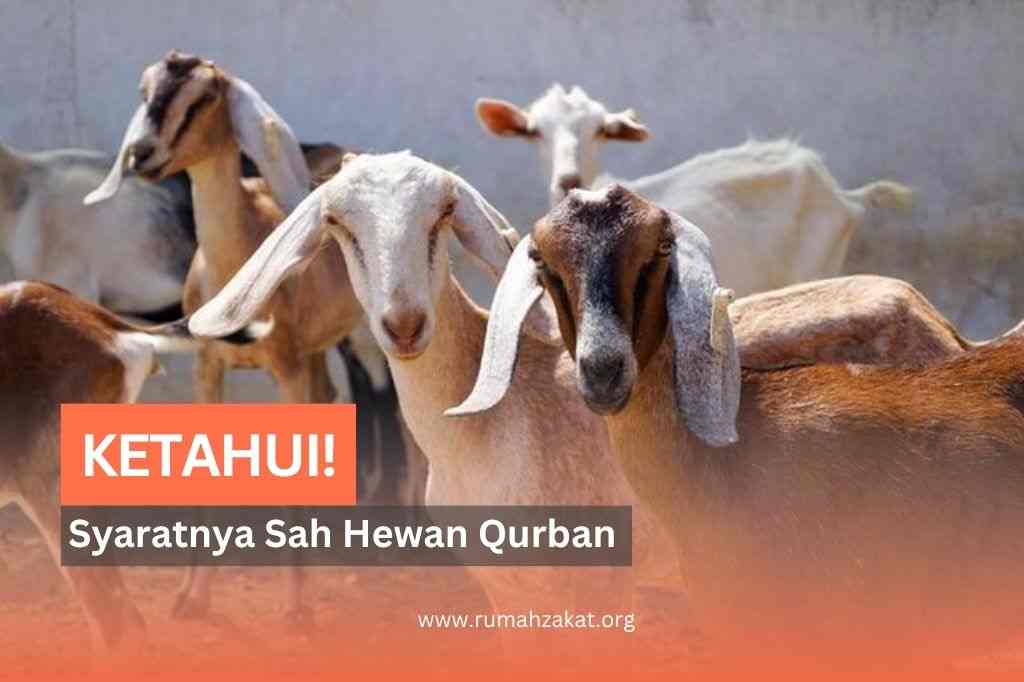 Tak Semua Sapi atau Kambing Bisa Jadi Qurban, Ini Syaratnya!