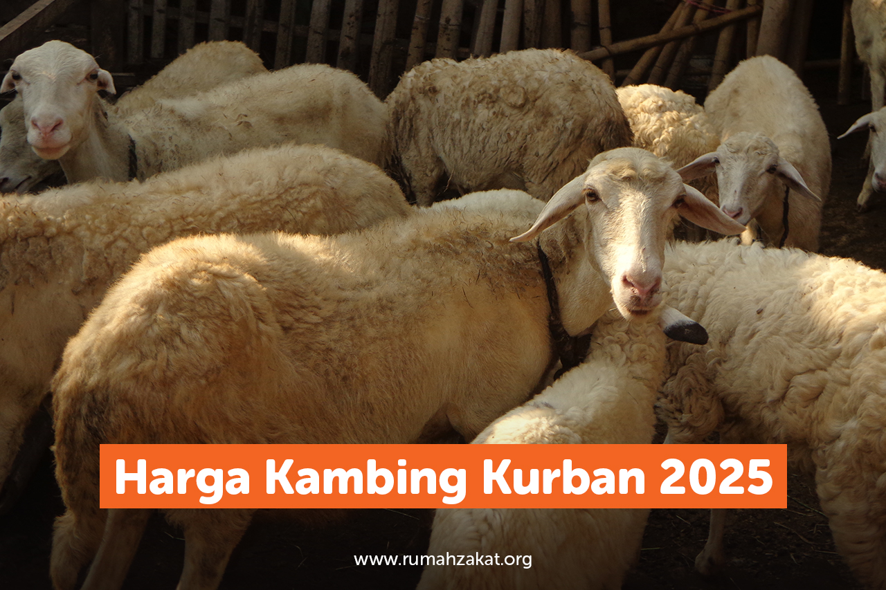 Cek Harga Kambing untuk Idul Adha 2025