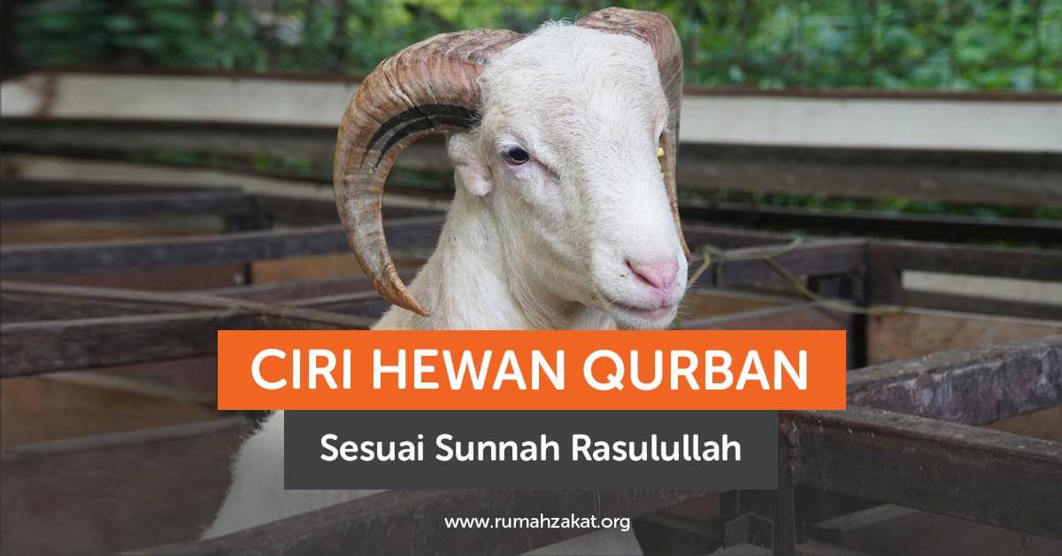 Ciri Fisik Kambing Qurban yang Dipilih Rasulullah