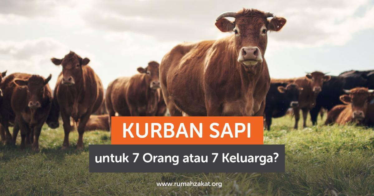 Kurban Sapi untuk 7 Orang atau 7 Keluarga?