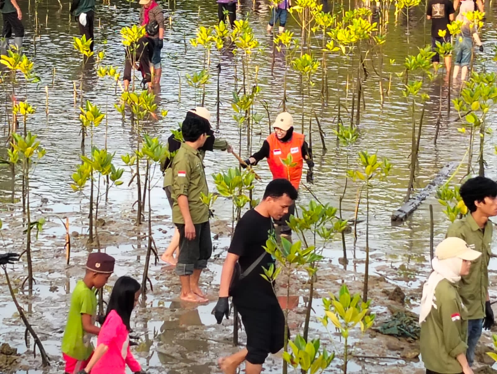 Penanaman bibit mangrove