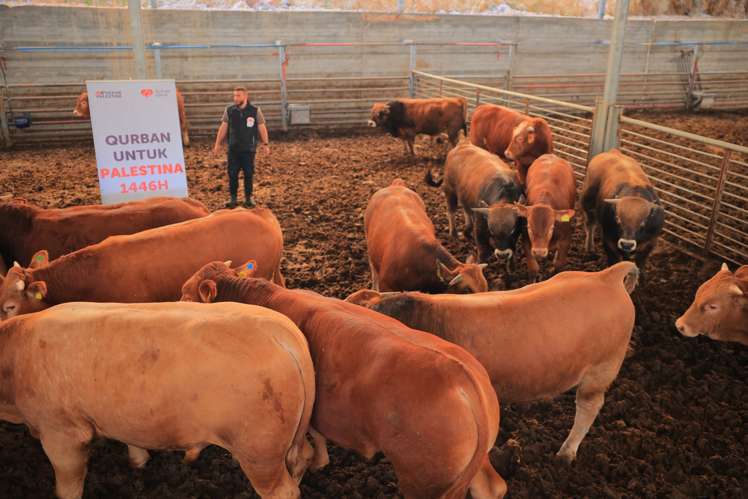 Rumah Zakat Salurkan Sedekah Daging untuk Pengungsi Palestina di Al-Quds