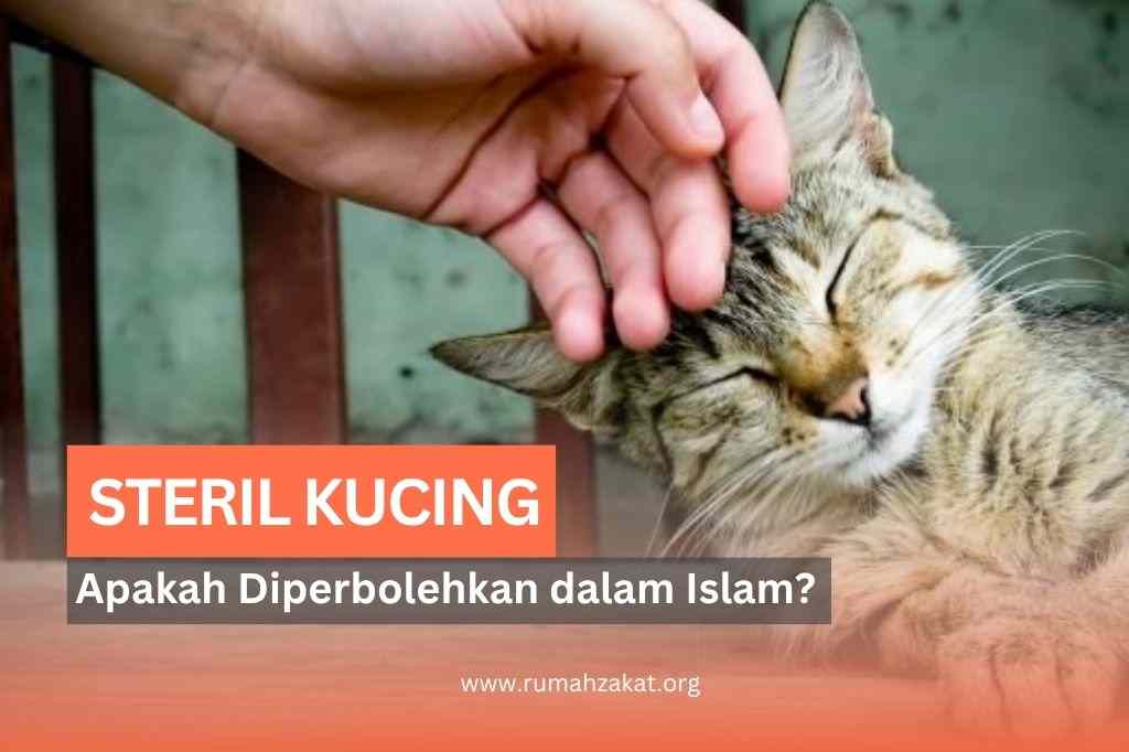 hukum steril kucing dalam islam