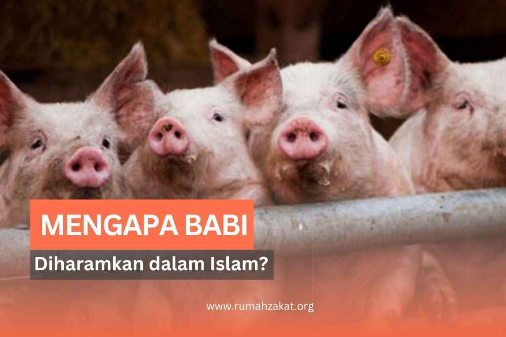 kenapa babi haram kenapa babi haram