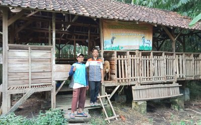 Rumah Zakat Berdayakan Para Peternak Domba Cikeusik untuk Bangkit dan Mandiri secara Ekonomi