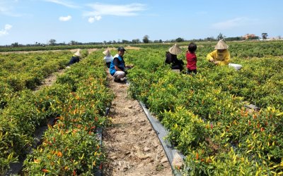 ROHIS Lintasarta Salurkan Bantuan Pupuk dan Sarana untuk Petani Cabai Berdaya di Topejawa, Takalar